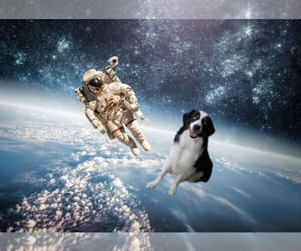 Medium Photo #7 Australian Shepherd Puppy For Sale in Sandy, UT, USA