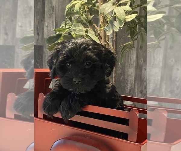 Medium Photo #2 Lhasa Apso-Poodle (Toy) Mix Puppy For Sale in CANOGA, NY, USA