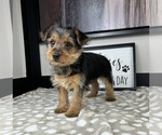 Image preview for Ad Listing. Nickname: Evie