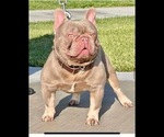 Small Photo #15 French Bulldog Puppy For Sale in BROOKSVILLE, FL, USA