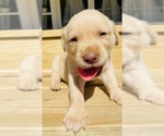 Puppy Billy Labrador Retriever