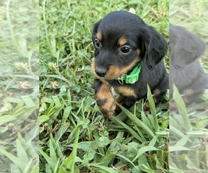 Medium Dachshund