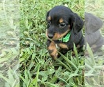 Puppy Green collar Dachshund
