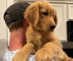 Puppy Bear Golden Retriever