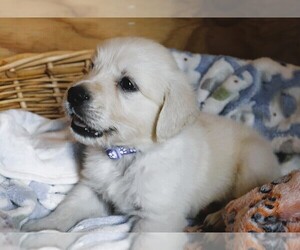 English Cream Golden Retriever Puppy for Sale in LANCASTER, Wisconsin USA