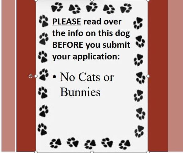 Medium Photo #5 American Pit Bull Terrier-Labrador Retriever Mix Puppy For Sale in Fargo, ND, USA