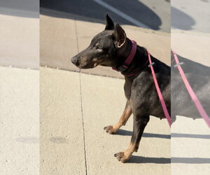Nellie Adoption Pending! - Female Doberman Pinscher Dog for Adoption - Photo #2