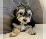 Small Photo #9 Maltipoo Puppy For Sale in SANTA MARIA, CA, USA