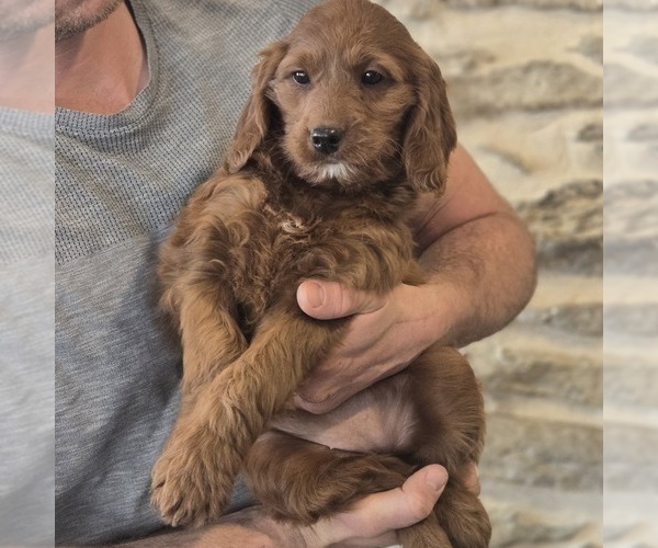 Medium Photo #1 Irish Doodle (Miniature) Puppy For Sale in NEW HOLLAND, PA, USA