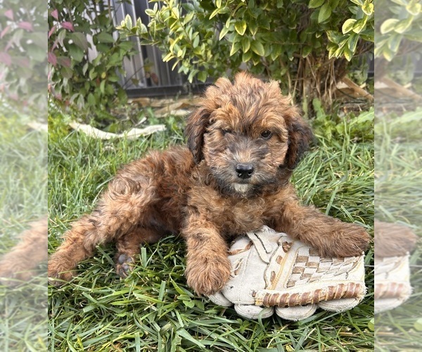 Medium Photo #2 Poodle (Miniature)-Whoodle Mix Puppy For Sale in MIDDLEBURY, IN, USA