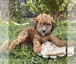 Small #1 Poodle (Miniature)-Whoodle Mix
