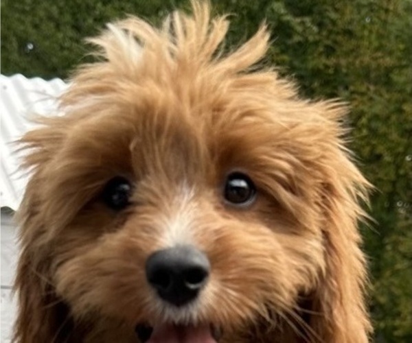Medium Photo #1 Cavapoo Puppy For Sale in REHOBOTH, MA, USA