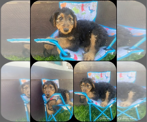 Medium Photo #1 Airedale Terrier Puppy For Sale in N PARKERSBURG, WV, USA