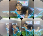 Small Photo #1 Airedale Terrier Puppy For Sale in N PARKERSBURG, WV, USA