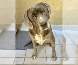 Octavia - Female Mutt Dog for Adoption - Photo #6