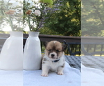 Small #18 Pembroke Welsh Corgi
