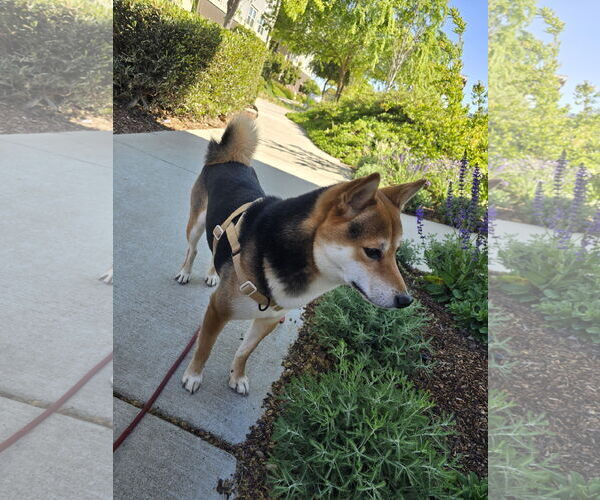 Medium Photo #1 Shiba Inu Puppy For Sale in Woodland, CA, USA