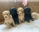 Small Poodle (Standard)