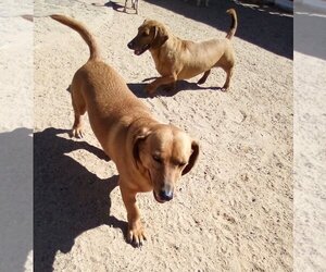 Dachshund-Unknown Mix Dogs for adoption in Apple Valley, CA, USA