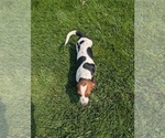 Small #10 Basset Hound