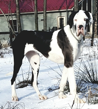 Medium Photo #3 Great Dane Puppy For Sale in DYSART, PA, USA