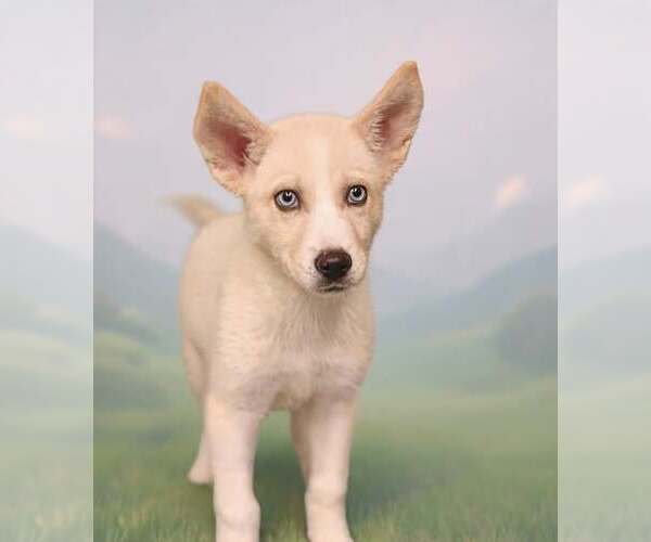 Medium Photo #6 Siberian Husky-Unknown Mix Puppy For Sale in Talladega, AL, USA