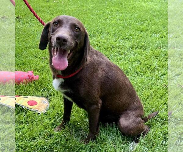 Medium Photo #4 Labrador Retriever-Unknown Mix Puppy For Sale in Yardley, PA, USA