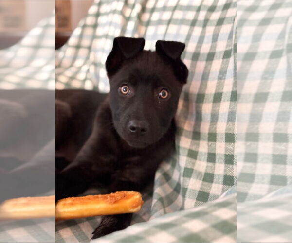 Medium Photo #4 Siberian Husky-Unknown Mix Puppy For Sale in Minneapolis, MN, USA