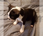 Small Photo #8 Boston Terrier Puppy For Sale in GORHAM, NH, USA