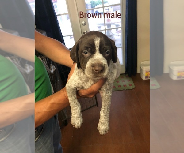 Medium Photo #9 German Shorthaired Pointer Puppy For Sale in CORONA, CA, USA