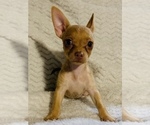 Small Photo #14 Chorkie Puppy For Sale in LA SIERRA, CA, USA