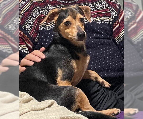 Medium Photo #5 Chihuahua Puppy For Sale in St. Louis Park, MN, USA