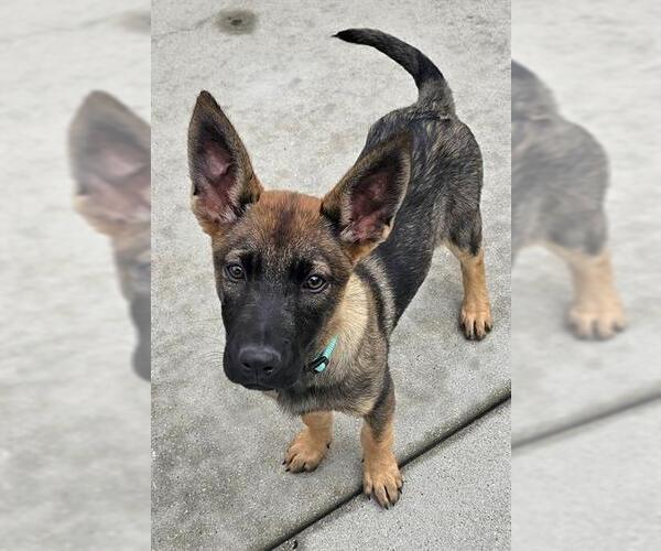 Medium Photo #1 German Shepherd Dog-Unknown Mix Puppy For Sale in Santa Cruz, CA, USA