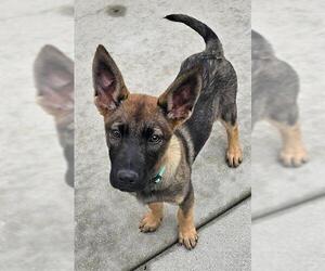 German Shepherd Dog-Unknown Mix Dogs for adoption in Santa Cruz, CA, USA