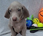 Small Photo #13 Weimaraner Puppy For Sale in NEWCASTLE, OK, USA