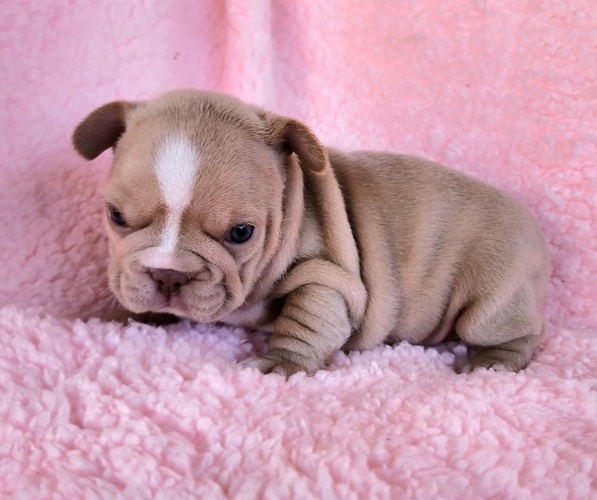 Medium Photo #8 French Bulldog Puppy For Sale in LAS VEGAS, NV, USA
