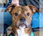 Small #11 Boxer Mix