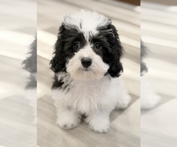 Medium Photo #1 Havapoo Puppy For Sale in GUTHRIE, KY, USA