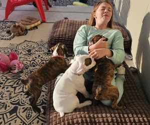 Boxer Litter for sale in COMMERCE CITY, CO, USA