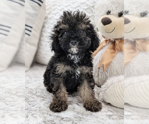 Poodle (Miniature) Puppy for sale in NORTH LAWRENCE, OH, USA