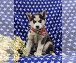 Small Photo #2 Siberian Husky Puppy For Sale in QUARRYVILLE, PA, USA