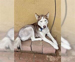 Coco - Female Siberian Husky Dog for Adoption - Photo #3