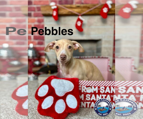Medium Photo #5 Chiweenie Puppy For Sale in Arcadia, FL, USA