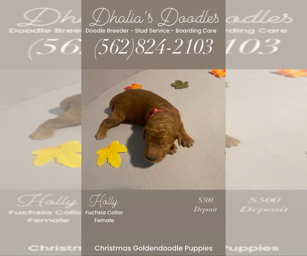 Medium Photo #26 Goldendoodle Puppy For Sale in BREA, CA, USA
