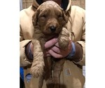 Small Photo #4 Goldendoodle Puppy For Sale in FULTON, MO, USA