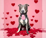 Small #9 American Pit Bull Terrier