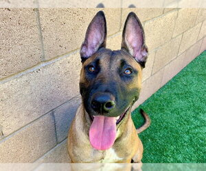 Mutt Dogs for adoption in Moreno Valley, CA, USA