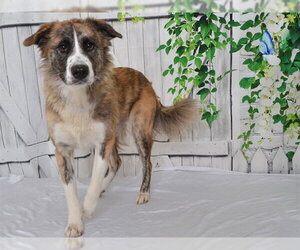 Anatolian Pyrenees Dogs for adoption in Oroville, CA, USA