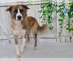 MEADOW - Female Anatolian Pyrenees Dog for Adoption - Small photo