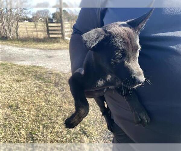 Medium Photo #1 Labsky Puppy For Sale in Houston, TX, USA